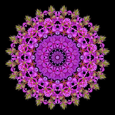 Kaleidoscope created with a wildflower seen in the forest in August