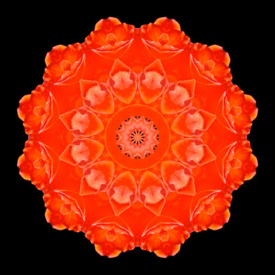 Kaleidoscopic picture created with a rose