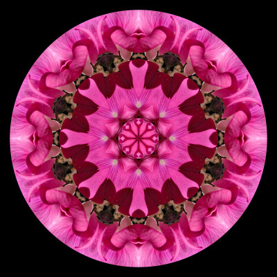 Kaleidoscopic picture created with a garden flower