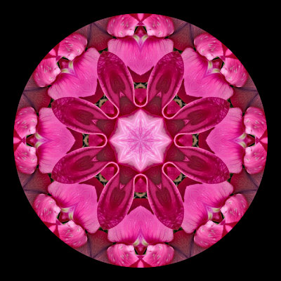 Kaleidoscopic picture created with a garden flower