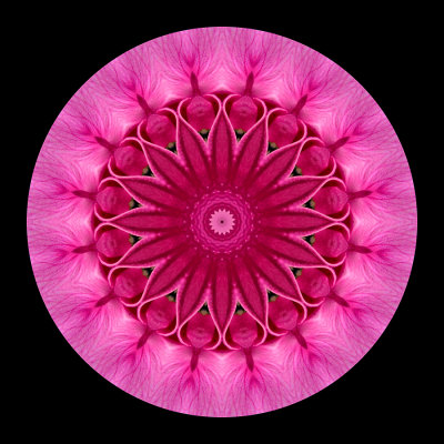 Kaleidoscopic picture created with a garden flower