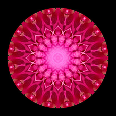 Kaleidoscopic picture created with a garden flower