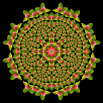 Evolved kaleidoscope created with a wildflower seen in September