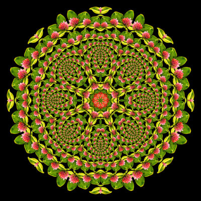 Evolved kaleidoscope created with a wildflower seen in September