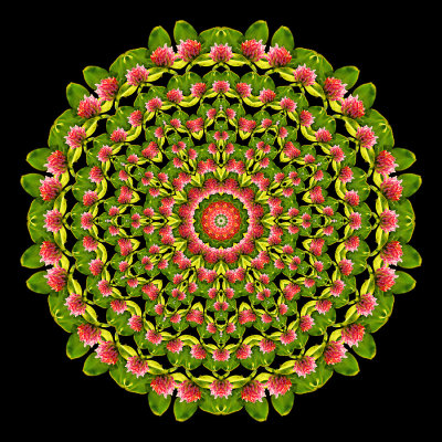 Evolved kaleidoscope created with a wildflower seen in September