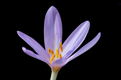 Wild autumn crocus seen near the forest in September