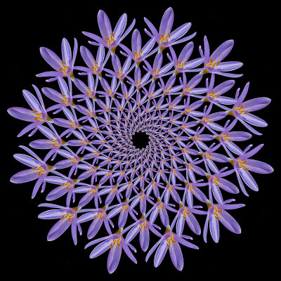 Spiral arrangement created with a wild autumn crocus