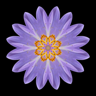 Kaleidoscopic picture created with a wild autumn crocus