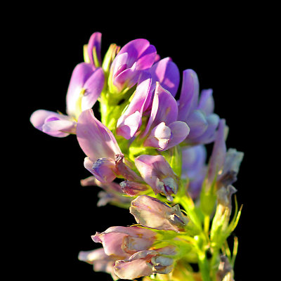 Wildflower seen in September - used to create kaleidoscopic pictures