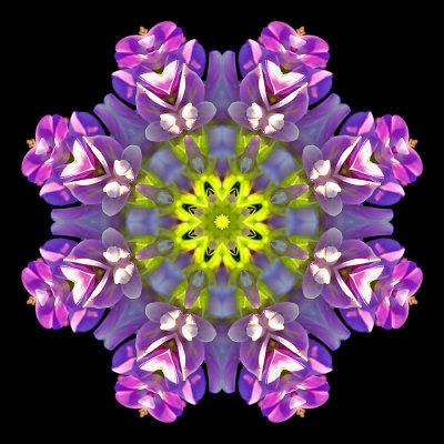 Kaleidoscope created with a wildflower seen in September