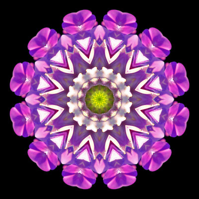 Kaleidoscope created with a wildflower seen in September