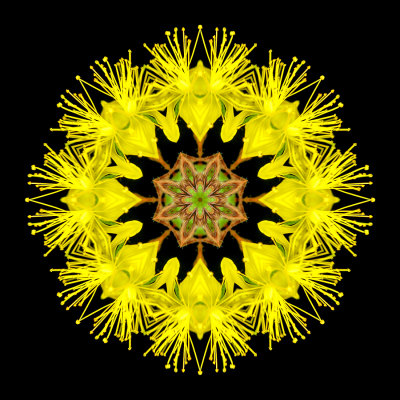 Kaleidoscope created with a wildflower seen in September