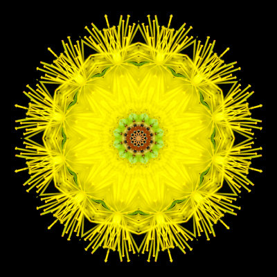 Kaleidoscope created with a wildflower seen in September