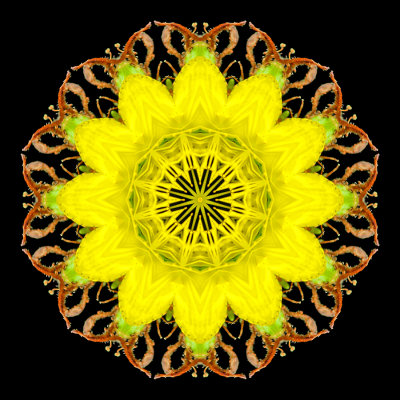 Kaleidoscope created with a wildflower seen in September