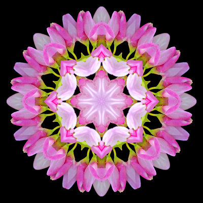 Kaleidoscope created with a wildflower seen in September