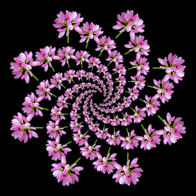 Spiral arrangement created with a wildflower seen in September