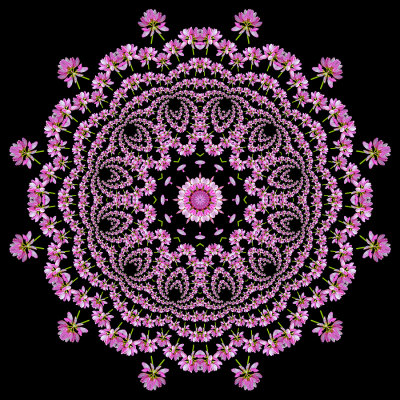 Evolved kaleidoscope created with a wildflower seen in September