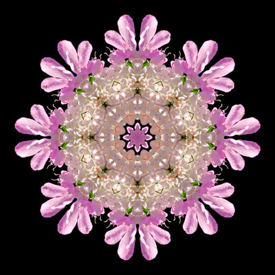 Kaleidoscope created with a wildflower seen in the forest