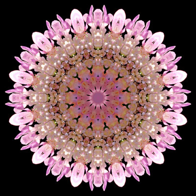 Kaleidoscope created with a wildflower seen in the forest