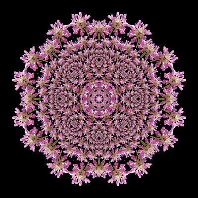 Evolved kaleidoscope created with a wildflower seen in the forest