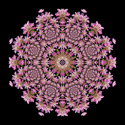 Evolved kaleidoscope created with a wildflower seen in the forest