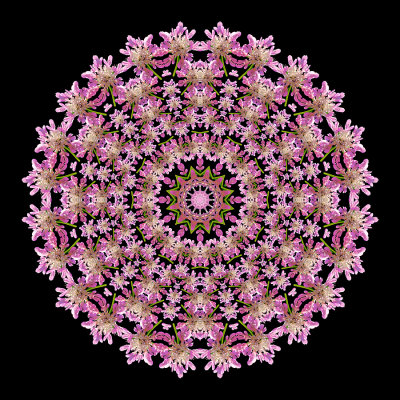 Evolved kaleidoscope created with a wildflower seen in the forest