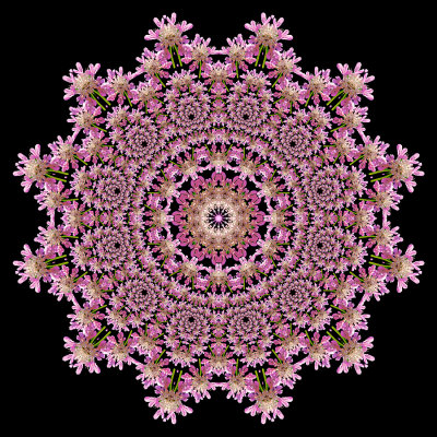 Evolved kaleidoscope created with a wildflower seen in the forest