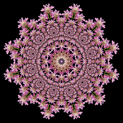 Evolved kaleidoscope created with a wildflower seen in the forest