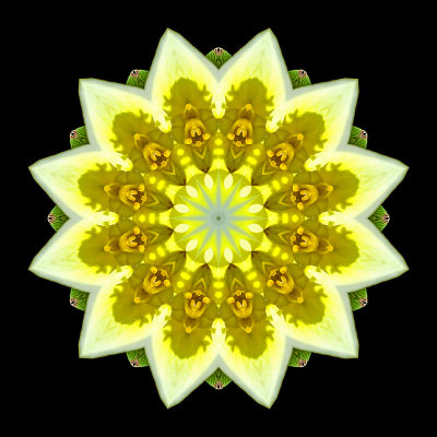 Kaleidoscope created with a wildflower seen in the forest