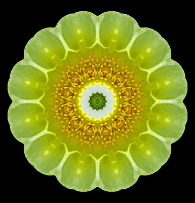 Kaleidoscope created with a wildflower seen in the forest