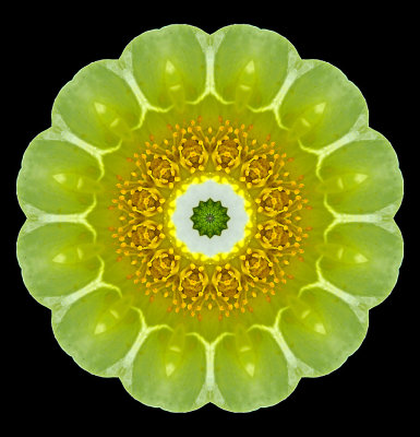 Kaleidoscope created with a wildflower seen in the forest