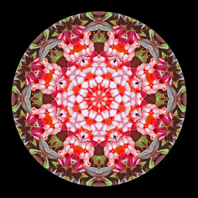 Kaleidoscope created with flowers seen in a public garden in Locarno