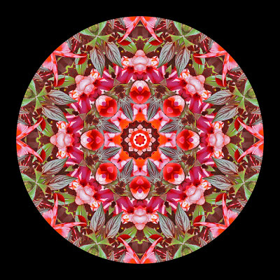 Kaleidoscope created with flowers seen in a public garden in Locarno