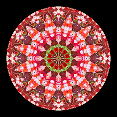 Kaleidoscope created with flowers seen in a public garden in Locarno