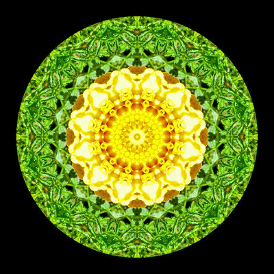 Kaleidoscope created with a flower seen in a garden in Locarno