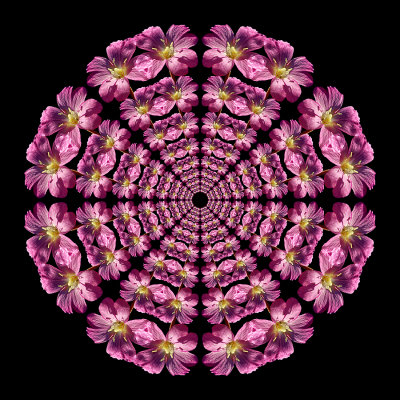 Sectored ring kaleidoscpe created with a wildflower seen in September