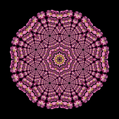 Evolved kaleidoscpe created with a wildflower seen in September