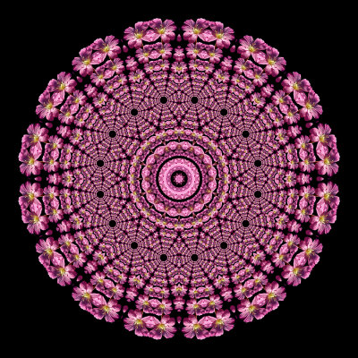 Evolved kaleidoscpe created with a wildflower seen in September