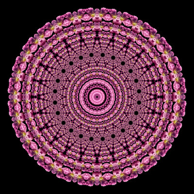 Evolved kaleidoscpe created with a wildflower seen in September