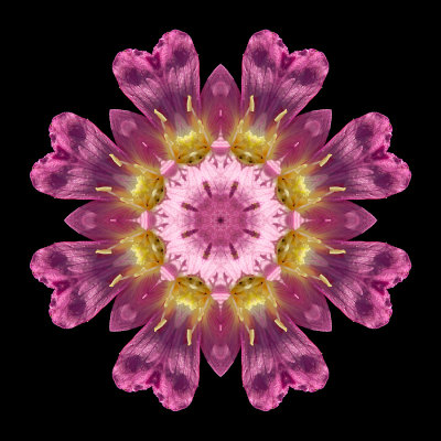 Kaleidoscpe created with a wildflower seen in September