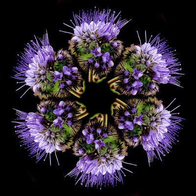 Round arrangement created with a wildflower seen in October