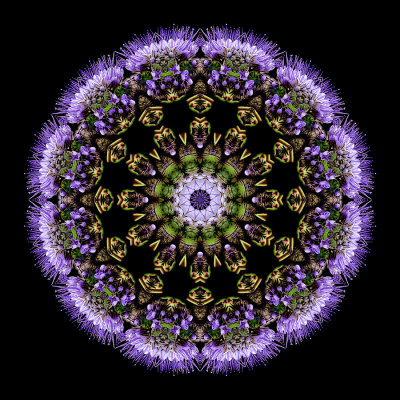 Kaleidoscopic picture created with a wildflower seen in October
