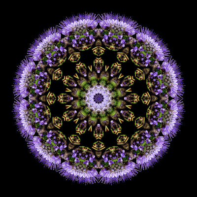 Kaleidoscopic picture created with a wildflower seen in October