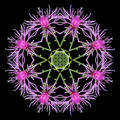 Kaleidoscopic picture created with a wildflower seen in October