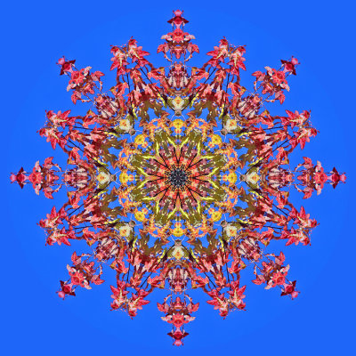 Kaleidoscope created with part of a tree with colored leaves in October