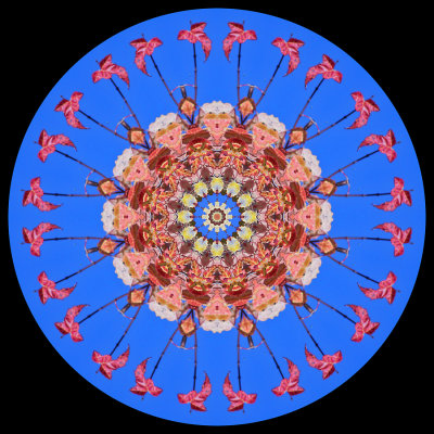 Kaleidoscope created with part of a tree with colored leaves in October