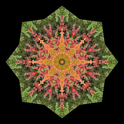 Kaleidoscopic picture created with bushes having colored leaves in October