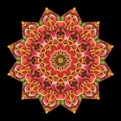 Kaleidoscopic picture created with an indoor plant having colorful leaves