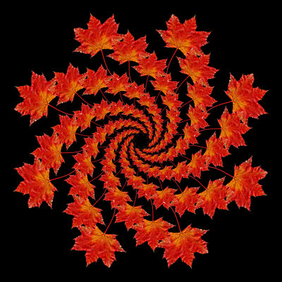 Spiral arrangement created with an autumn leaf
