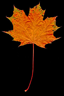 Picture of an autumn leaf - captured not with a camera but with a document scanner